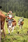 Vaches portant des coiffures sur terrain herbeux