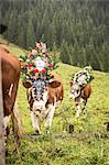 Cows wearing headdresses in grassy field