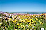 Field of flowers in rural landscape