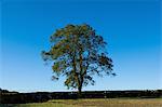 Baum wächst auf grasbewachsenen ländlichen Gebiet