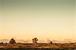 Trees growing in rural landscape