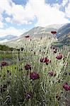 Field of flowers in rural landscape