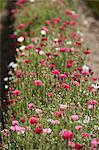 Row of pink and white flowers in field