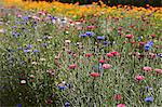 Row of colorful flowers in field
