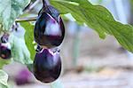 Aubergines