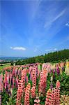 Lupine Blumen, Grasland und blauer Himmel mit Wolken in Furano, Hokkaido