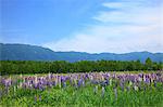 Lupine field mountains and blue sky in Kamishihoro, Hokkaido