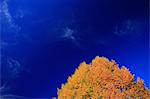 Autumn leaves and blue sky