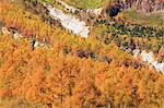 Feuilles d'automne et les arbres au Mont Yakedake à Matsumoto, préfecture de Nagano