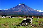 Grasende Kühe und Asagiri Plateau in Fujinomiya, Präfektur Shizuoka