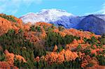 Trees, autumn leaves and mountains covered in snow in Hakuba, Nagano Prefecture