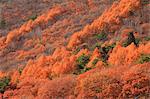 Trees and autumn leaves in Omachi, Nagano Prefecture