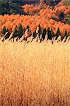 Champ Argentez l'herbe, les arbres et les feuilles de l'automne dans Omachi, préfecture de Nagano