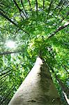 Forêt de bouleaux dans la préfecture de Niigata