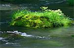 Feuilles de vert et ruisseau de montagne de Oirase, préfecture d'Aomori
