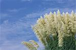 Japanese silver grass and blue sky with clouds