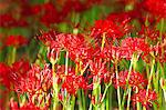 Close up of Spider lily flowers