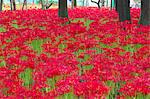 Spider lily field