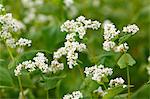 Close up of Buckwheat flowers