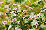 Pink Buckwheat flowers