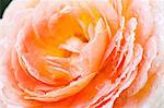 Close up of Caramel Antique rose flower