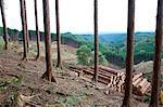 Couper les arbres dans la forêt de cèdres, préfecture de Tochigi