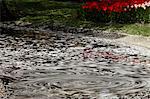 Fleurs de cerisier qui tombent sur l'eau