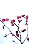 Close up of plum flowers