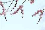 Plum flowers and buds