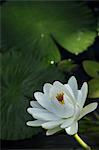 Close up of Water Lily flower