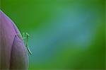 Close up of Lotus flower and Mantis