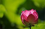 Nahaufnahme von Lotusblüte
