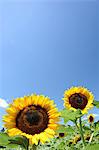 Sunflowers and blue sky with clouds