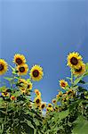 Sunflowers and blue sky