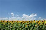 Sunflowers and blue sky with clouds