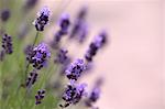 Close up of Lavender flowers