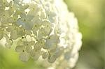 Close up of Hydrangea flowers