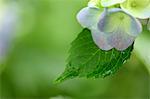 Hortensie Blüte Nahaufnahme