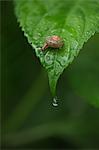 Gros plan d'escargot et les feuilles de l'hortensia