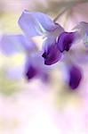 Gros plan de fleurs de glycine