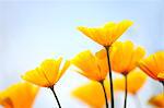 Gros plan de fleurs de pavot jaunes