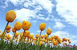 Tulip flowers and blue sky with clouds