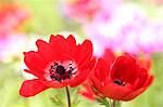 Close up of Anemone flowers