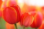 Close up of tulip flowers