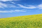 Mustard Greens and blue sky with clouds, Hokkaido