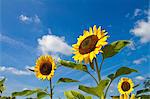 Close up of sunflowers and blue sky whit clouds