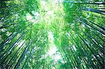 Forêt de bambous dans Sagano, préfecture de Kyoto