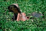 Hippopotamus Yawning