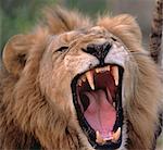 Close-Up of Lion Roaring