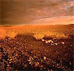 Ostrich Eggs in Landscape Damaraland, Namibia